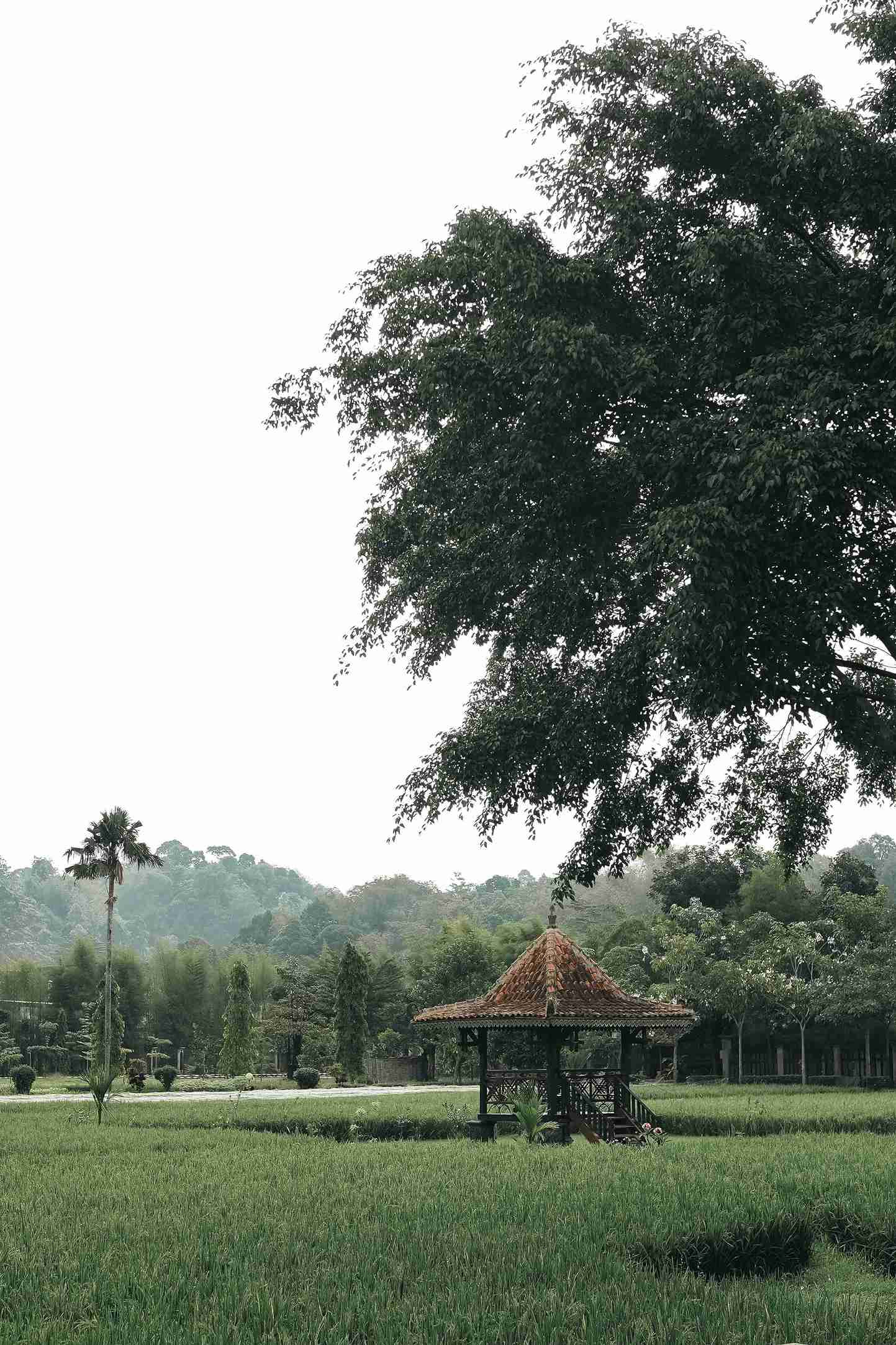 Traditional Rice Field Views